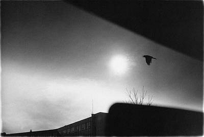 CHUCK FORSMAN, Raven, Boulder, Colorado
black & white photograph