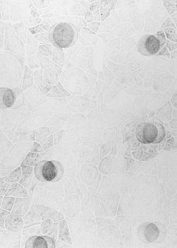 em michael LOCUS601 31x23 LG