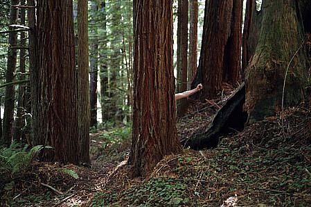WILLIAM LAMSON, RED WOOD NATIONAL FOREST, CALIFORNIA) 1/12 "ME IN AMERICA'
C-print