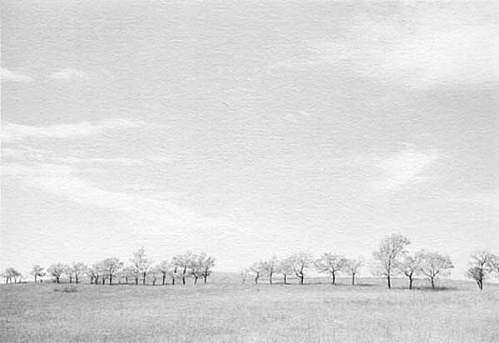 KEVIN O'CONNELL, TREES NEAR WOUNDED KNEE ED. 1/25
platinum print