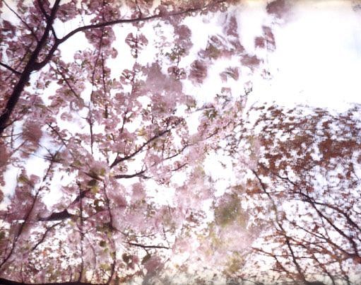 EDIE WINOGRADE, CLEAR AIR (pink 3)
photograph