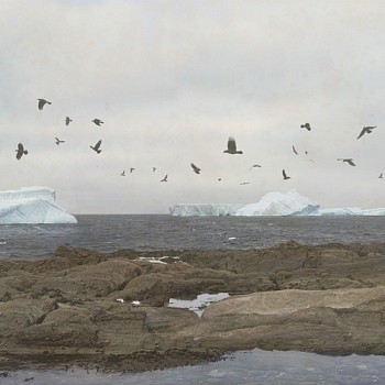 KAHN+SELESNICK FlockOverIce