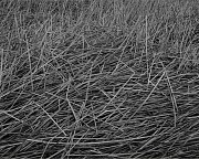 BERMAN ReedsIIndependenceCreekTexas