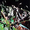 KAREN KITCHEL, MATURE GRASS 2, SUMMER
oil on panel
