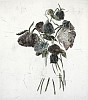 K. Smith, TOUCH peonies