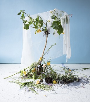 brugmansia tree 53x60