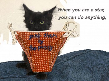 DEDIMENICOGrab Them by the Pussy 18x24