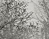 MICHAEL BERMAN, BIRDS. JANOS, CHIHUAHUA 12/12<br />
LAST EDITIONED PRINT
pigment print