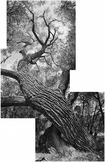 MICHAEL BERMAN, COTTONWOOD GILA Ed. 7
carbon pigment print