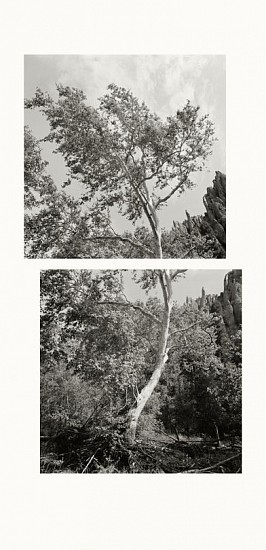 MICHAEL BERMAN, YOUNG SYCAMORE WEST FORK VER. 1
pigment print on Kozo paper