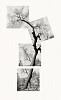 MICHAEL BERMAN, COTTONWOOD MILLER FIRE
pigment print on Kozo paper