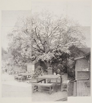 frank zoey. walnut tree 2024 pencil on paper 33.5x30.jpeg